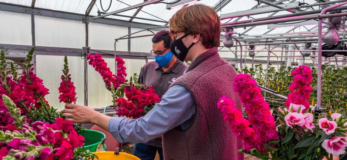 Wat zijn snijbloemen