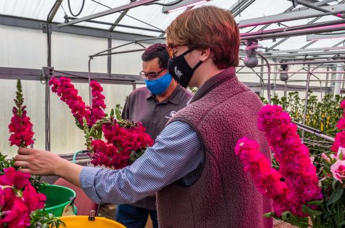 Wat zijn snijbloemen